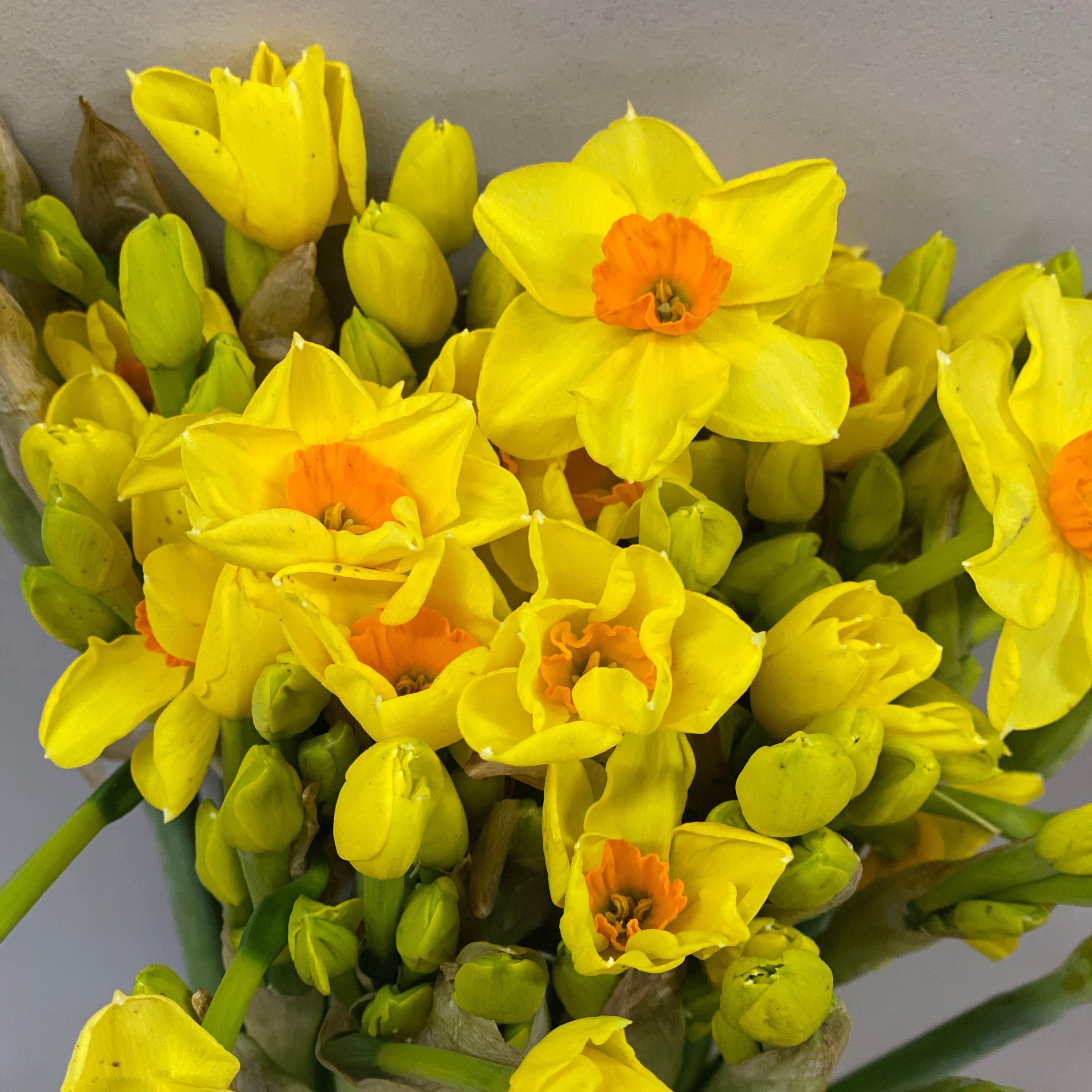 Narcissi - Golden Dawn Bundle of 50 stems