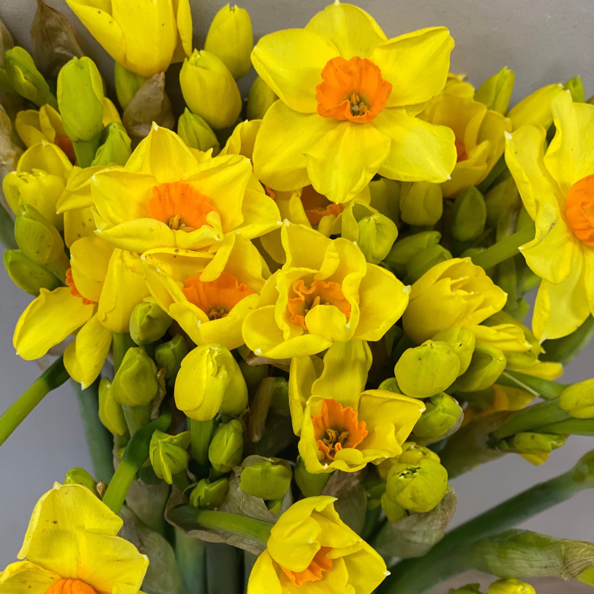 Narcissi - Golden Dawn Bundle of 100 stems