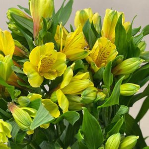 Alstroemeria Cornish Stem Grade **BOX OFFER 60 STEMS**