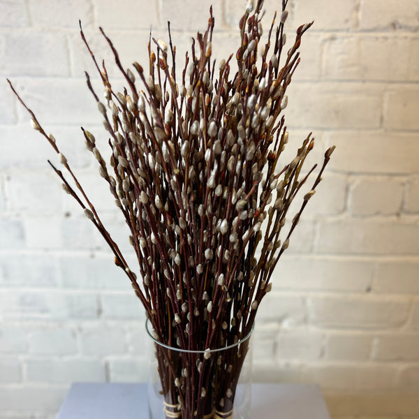 Willow - Pussy Straight 40-50cm Bunch of 20 stems