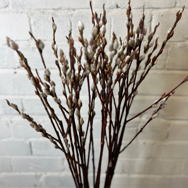 UK grown mixed willow stems, bulk box of 100, ideal for florists and spring arrangements