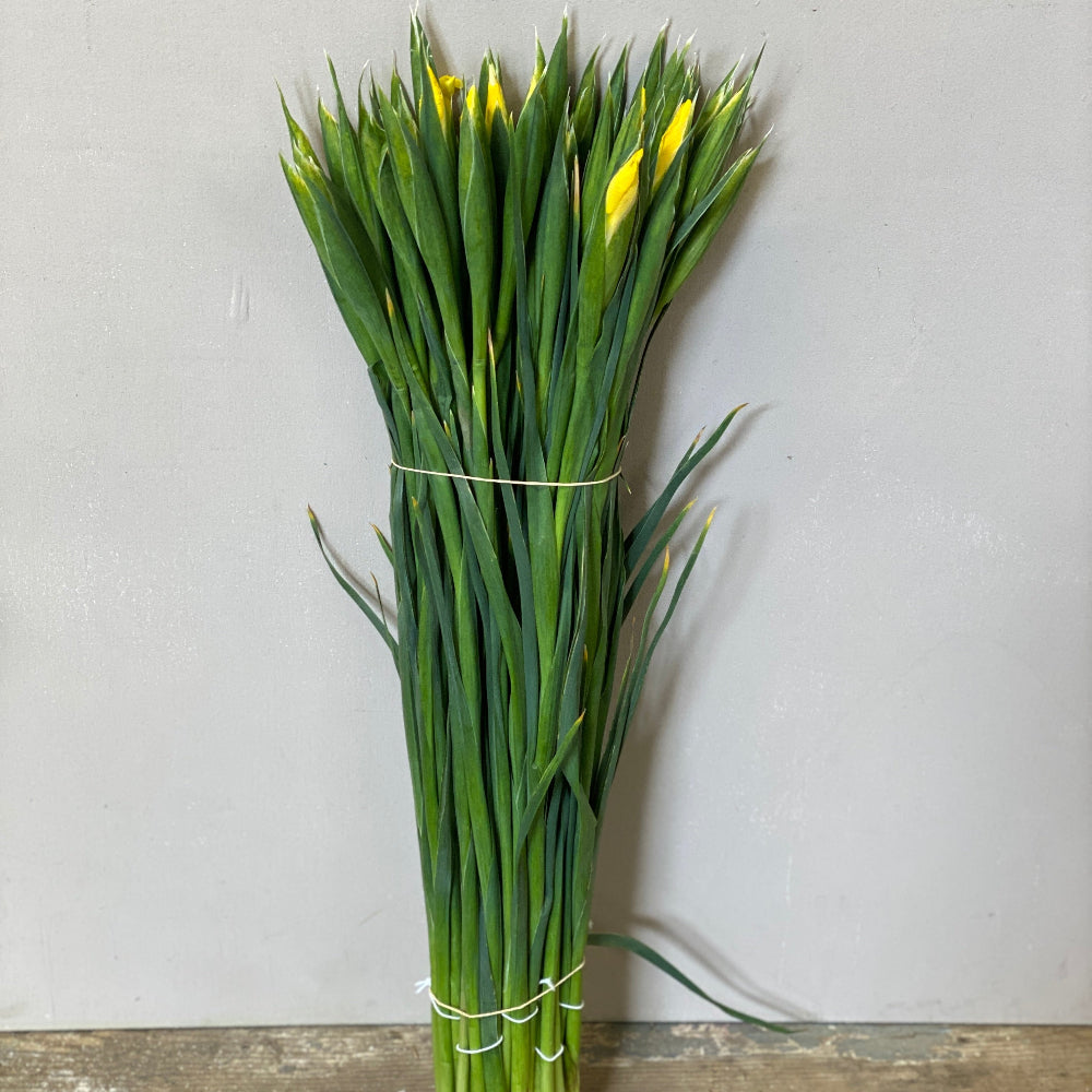 yellow buy iris UK grown flowers 