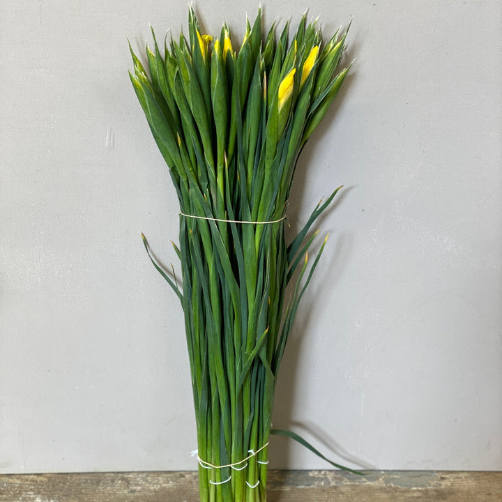 yellow buy iris UK grown flowers 