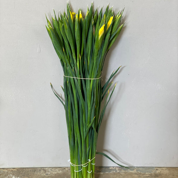 British Grown Iris 'Yellow Apollo' Bundle of 25 stems