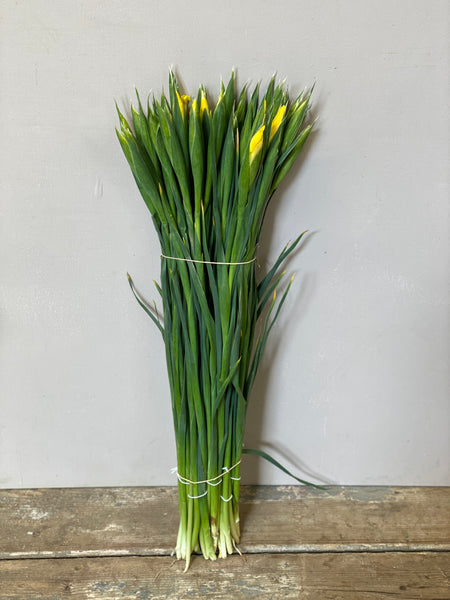 British Grown Iris 'Yellow Apollo' Bundle of 25 stems