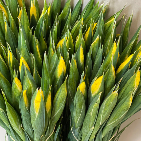 British Grown Iris 'Yellow Apollo' Bundle of 25 stems