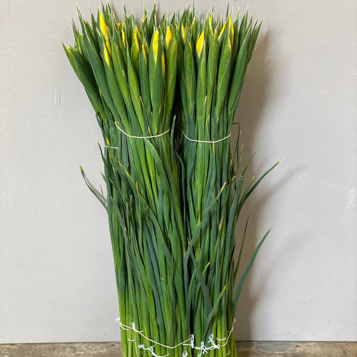 iris yellow bunches online