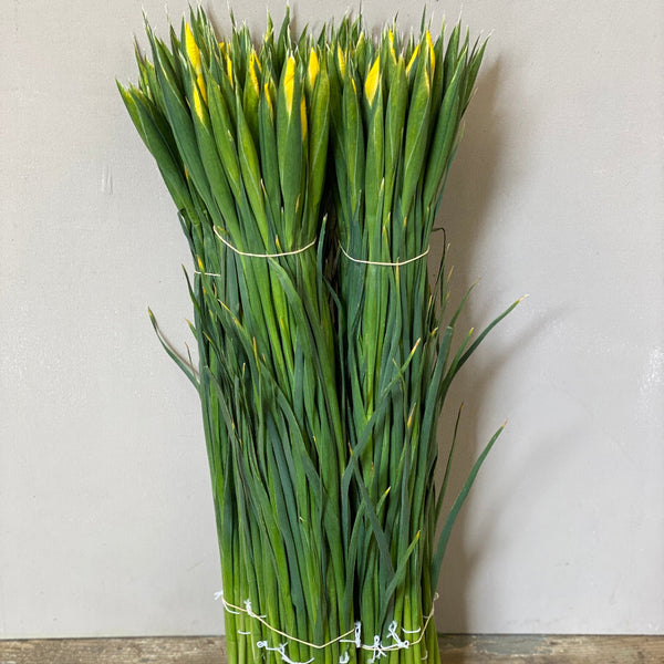 British Grown Iris 'Yellow Apollo' Bundle of 25 stems