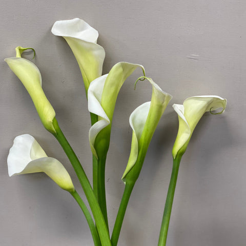 British Grown Calla Lily - White - Bunch of 10 stems *SPECIAL ORDER*