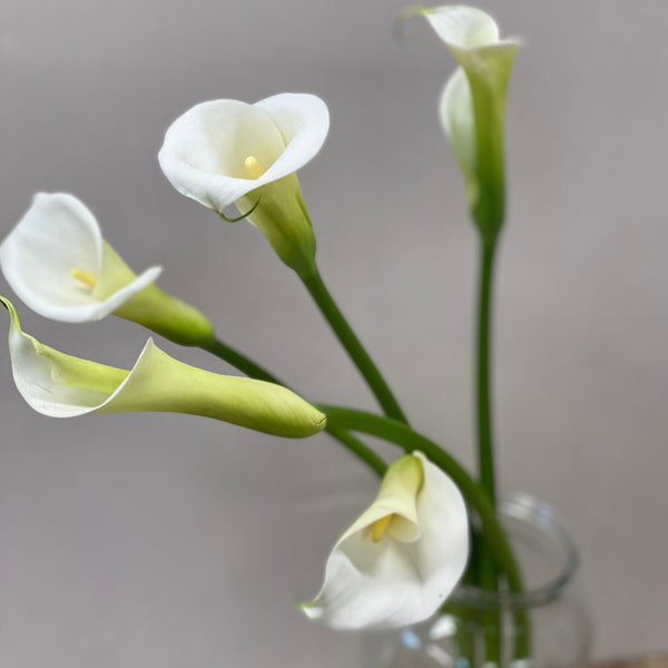 white lilies for sale UK flowers 