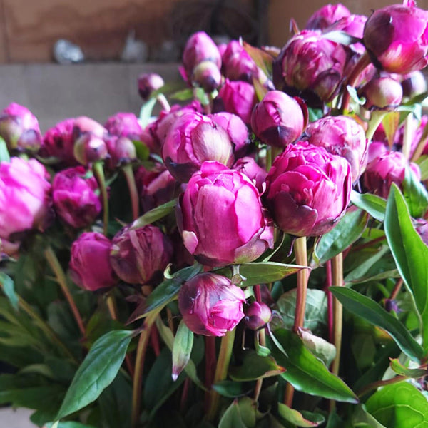Peony - Jadwiga - Bunch of 10 Stems