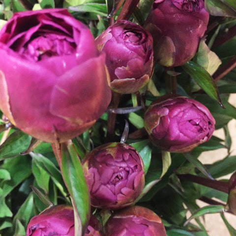 Peony - Kansas - Cerise 50cm -10 Stems