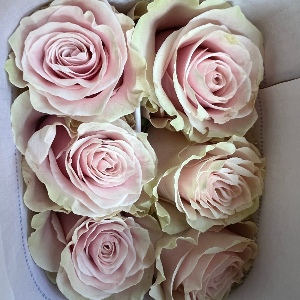 Pink Columbian import roses for Valentine’s Day, large headed Mondial rose ideal for wholesale floristry and delivery