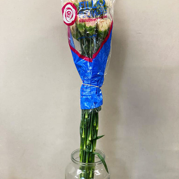 IMPORT - Standard Carnation -Lege Maronne -25 stems