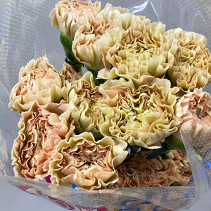 IMPORT - Standard Carnation -Lege Maronne -25 stems
