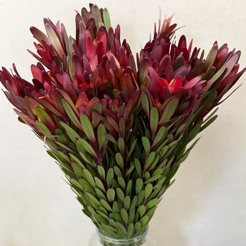 IMPORT - Leucadendron Safari Sunset 70cm x 5  stems