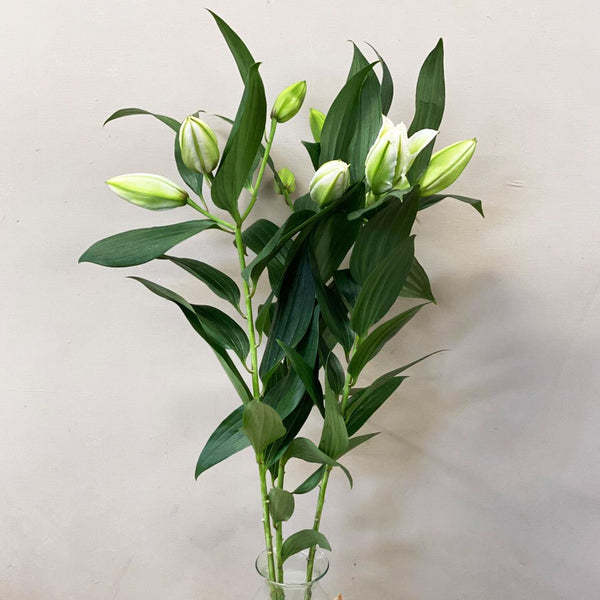 Lily **POLLEN FREE** White Aretha Rose Lilies - 10 stems