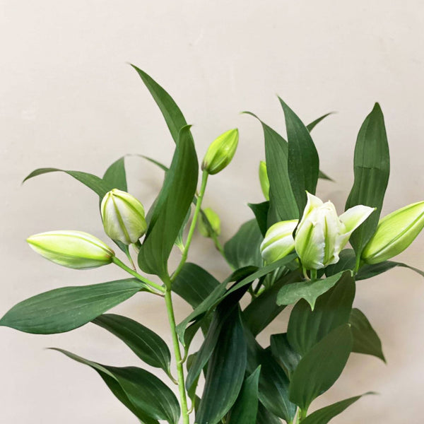 Lily **POLLEN FREE** White Aretha Rose Lilies - 10 stems