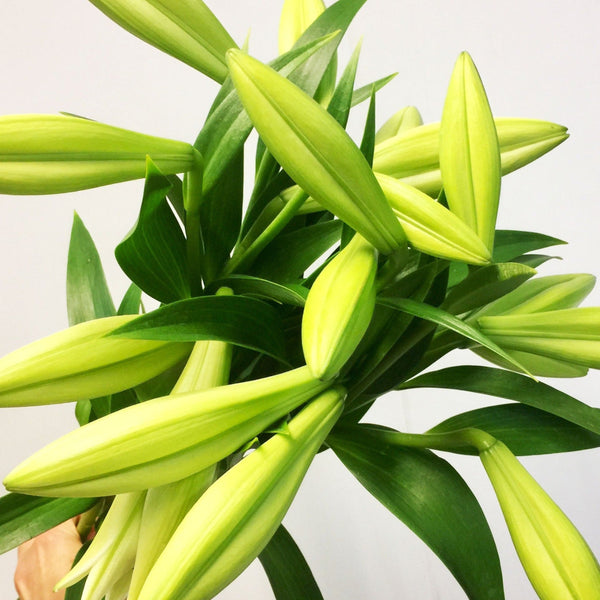 Lily White Longiflorum Bunch of 10 stems