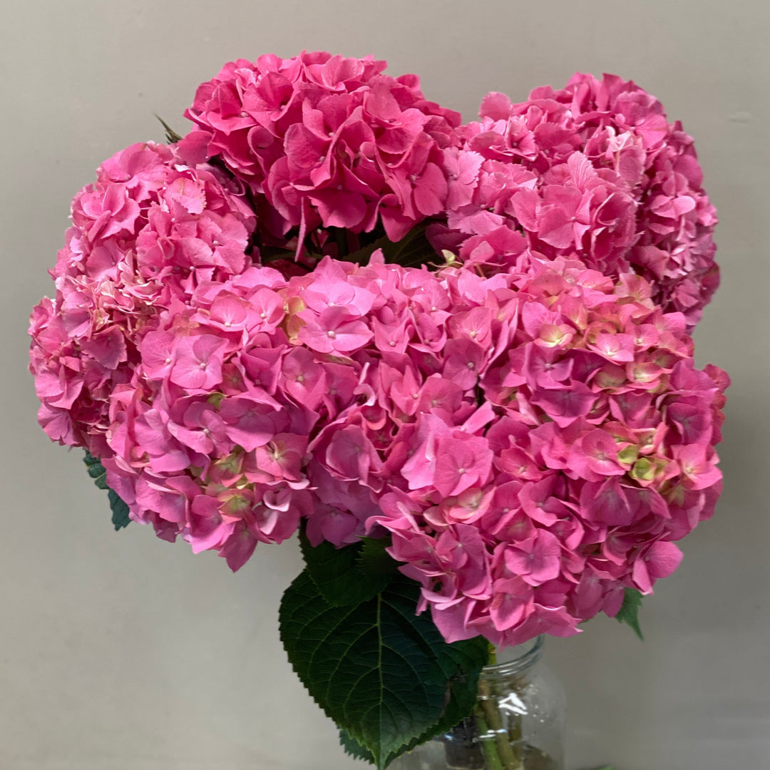 Hydrangea Masja Pink - 5 Stems Premium Grade