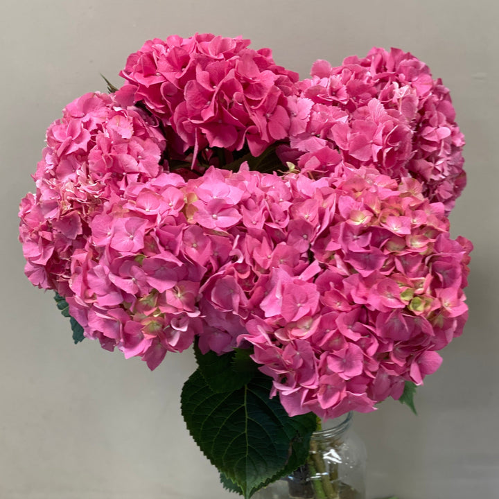 Hydrangea Masja Pink - 5 Stems Premium Grade