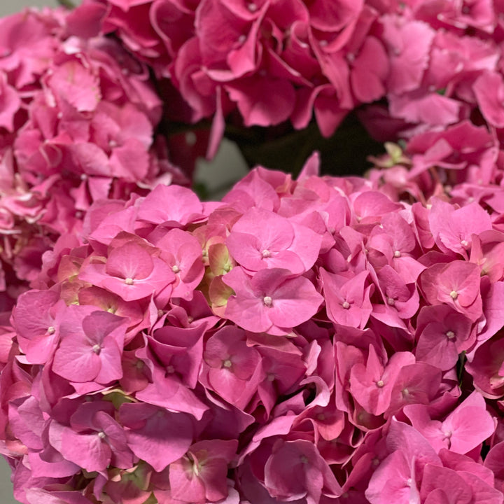 Hydrangea Masja Pink - 5 Stems Premium Grade