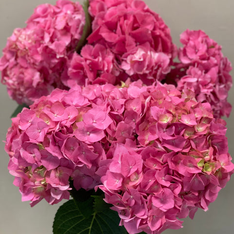 Hydrangea Masja Pink - 5 Stems Premium Grade
