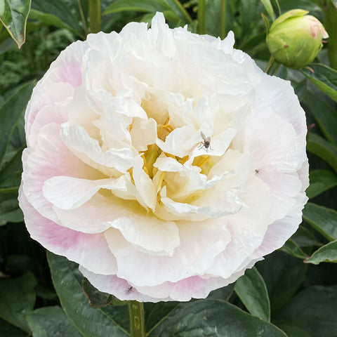 Peony - Miss America -50cm **Box Offer**100 Stems