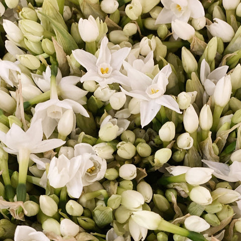 Narcissi - Paperwhite Bundle of 50 stems 42-45cm