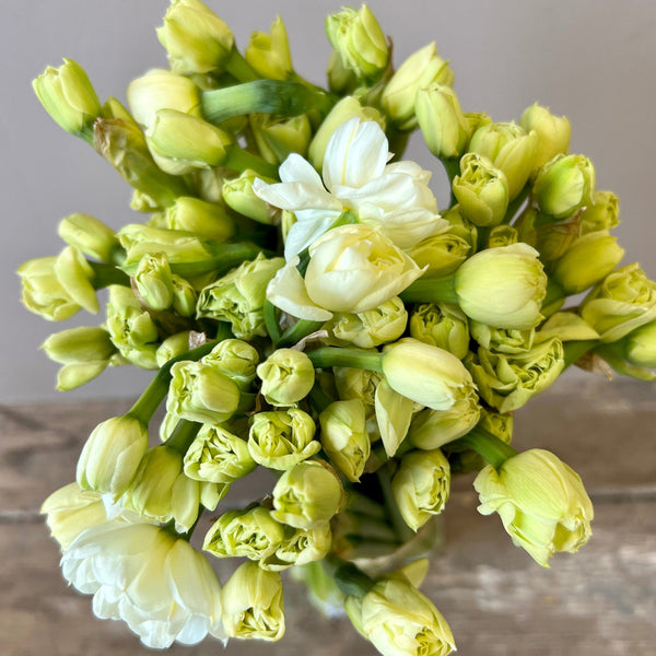 white narcissi online buy now next day delivery