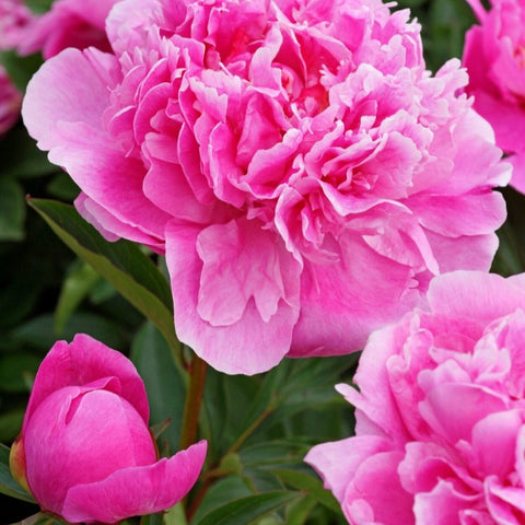 Peony - Dr Alexander Fleming -10 stems