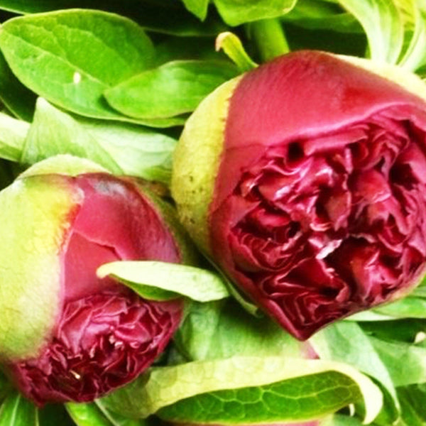 Peony - Red Charm - Bunch of 10 stems