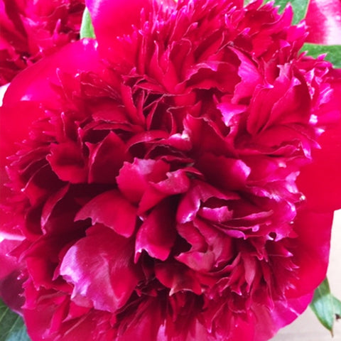 Peony - Red Charm - Bunch of 10 stems