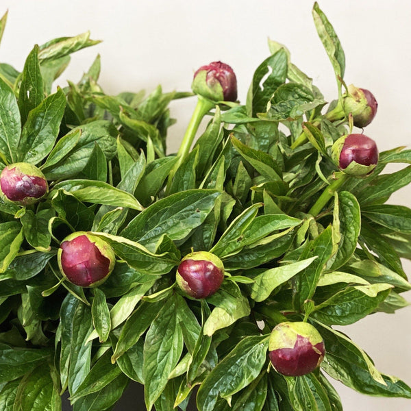 Peony - Red Charm-10 stems