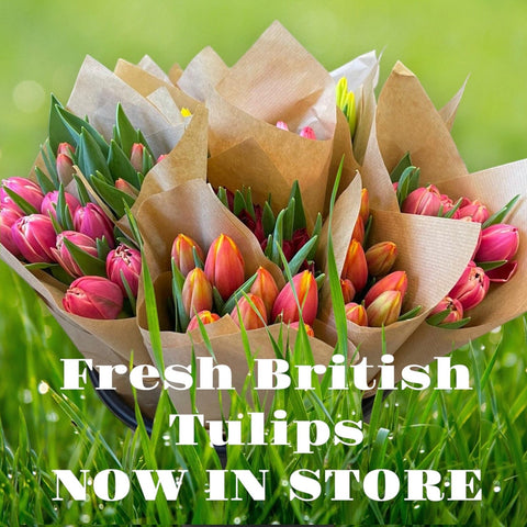 FARM SHOP FLOWERS - Tulip bunches (12 x 8 stems £2.48 bunch)