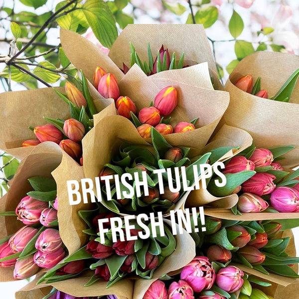 FARM SHOP FLOWERS - Tulip bunches (12 x 8 stems)