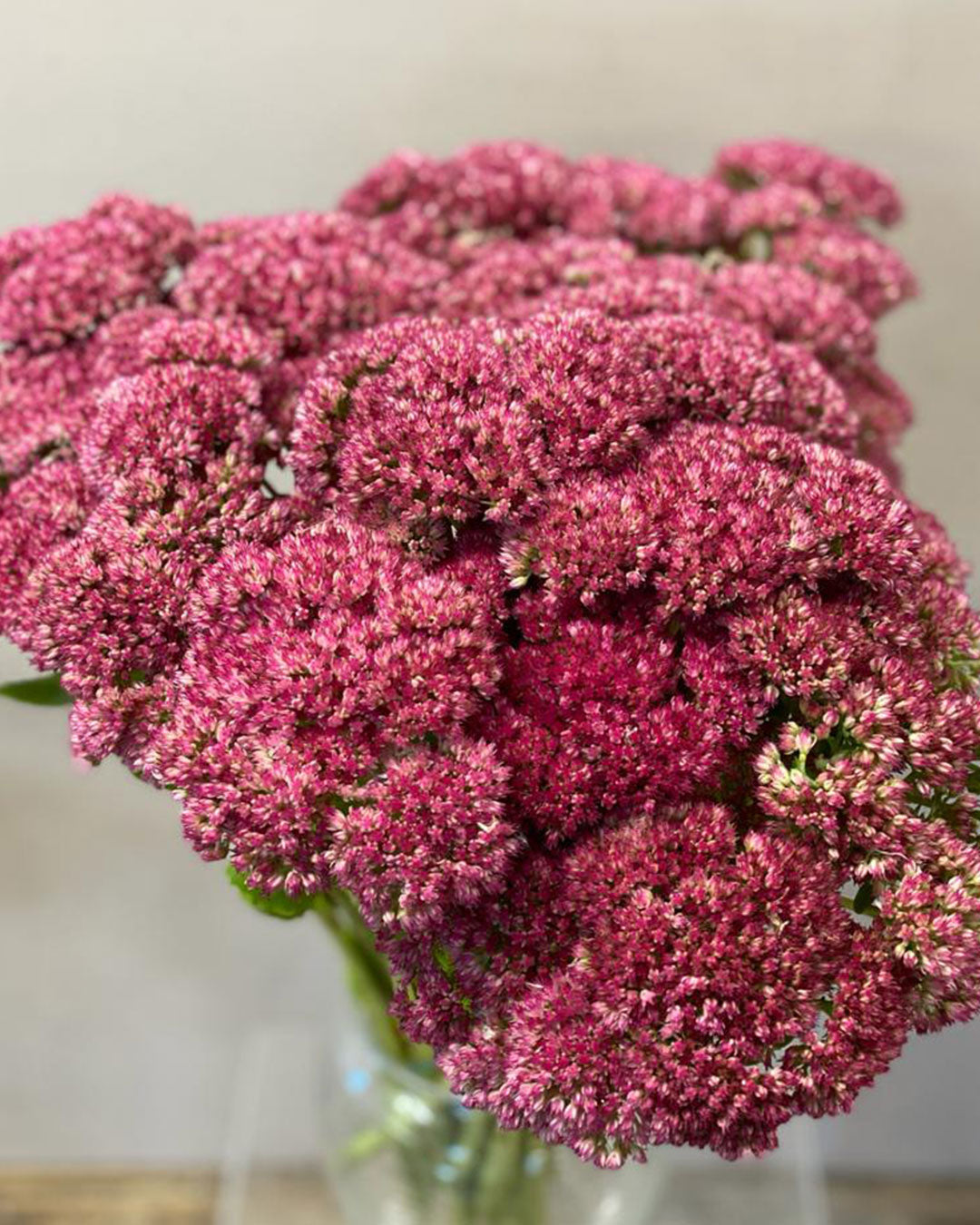 Sedum - Bundle of 30 stems