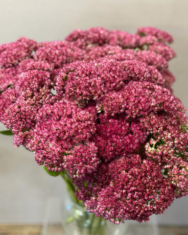 Sedum - Bundle of 30 stems