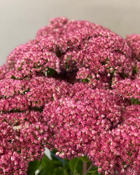 Sedum - Bundle of 30 stems