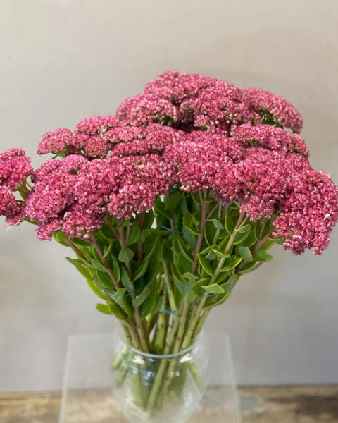 Sedum - Bundle of 30 stems