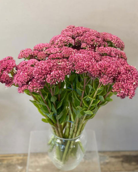 Sedum - Bundle of 30 stems