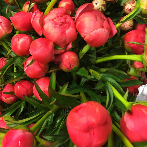 Pink Hawaiian Sunset Coral peony bud beginning to open, showing coral pink petals and fresh green foliage