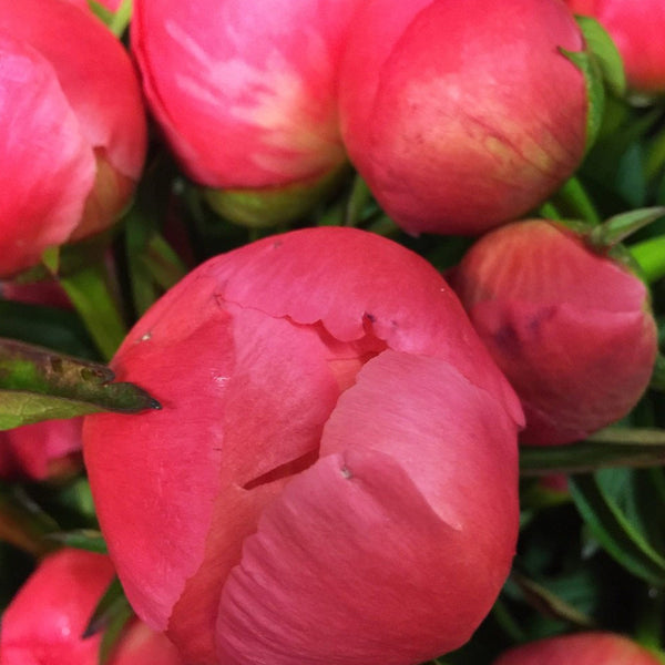 Closed bud of Pink Hawaiian Sunset Coral peony, UK grown coral pink flower with green foliage before opening