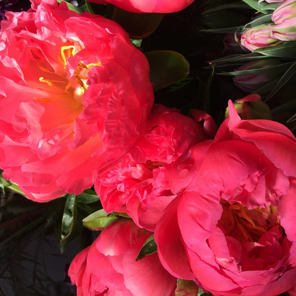 Partially opened Pink Hawaiian Sunset Coral peony with coral pink petals fading into soft apricot tones