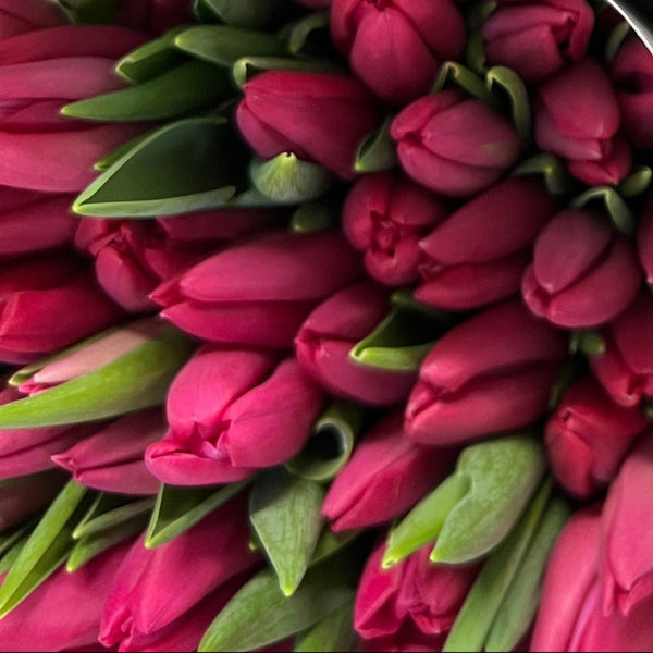 UK grown Pink Ardour tulips from Norfolk, sustainable bright pink tulip bundle 38–40cm stems