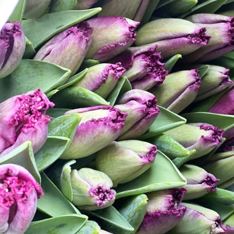 Tulip British Fringed Purple Crystal - Bundle of 50 stems