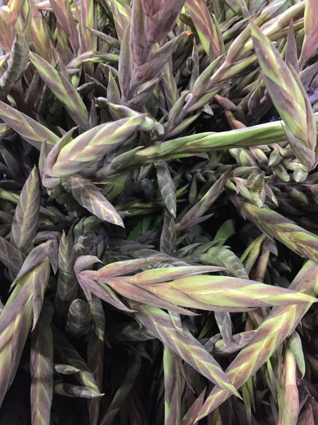 Gladioli - 50 stems - Purple