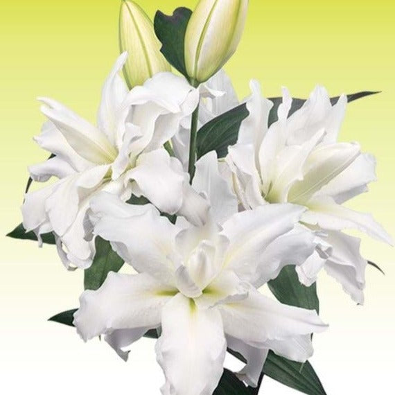 Lily **POLLEN FREE** White Aretha Rose Lilies - 10 stems