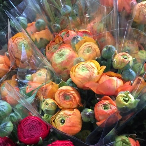Ranunculus 30cm -Coral- Bunch of 10 stems