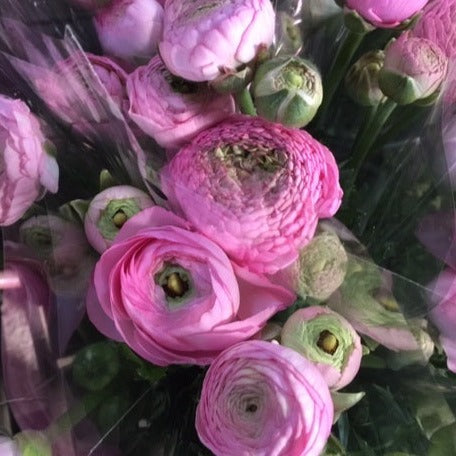 Ranunculus 30cm -Pink- Bunch of 10 stems